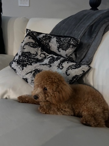 Poodle – coco golden poodle mid size