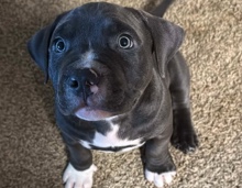 American Bulldog – American bully – San José