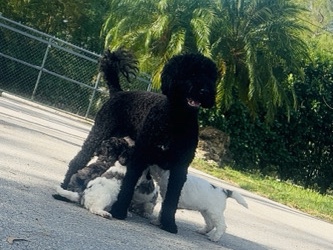 Goldendoodle – Nacieron el 14 de marzo – Nápoles