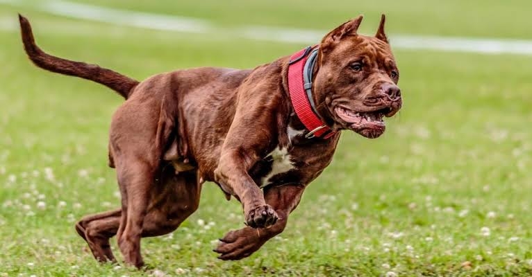American Bulldog – Pit Bull