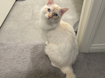 white kitten – North Las Vegas