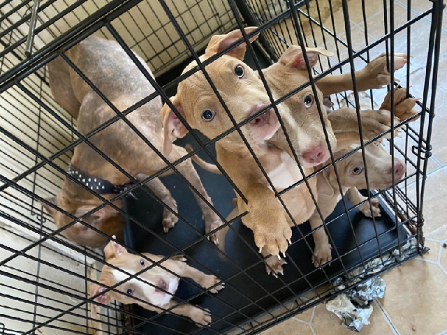 American Pit Bull Terrier – pitbull puppies need sold asap