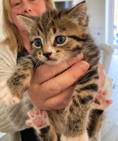 British Shorthair – kittens