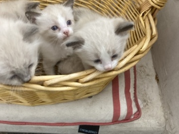 Snowshoe kittens (rare breed)