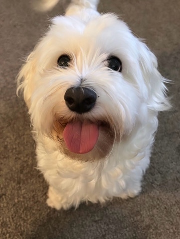 4 year old female Maltese