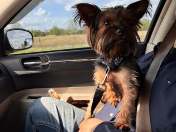 Yorkshire Terrier – Friendly Yorkshire Terrier – 7 Months Old in Mount Carmel – Mount Carmel