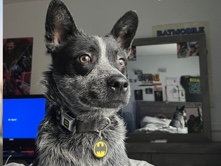 Image of Australian Cattle Dog
