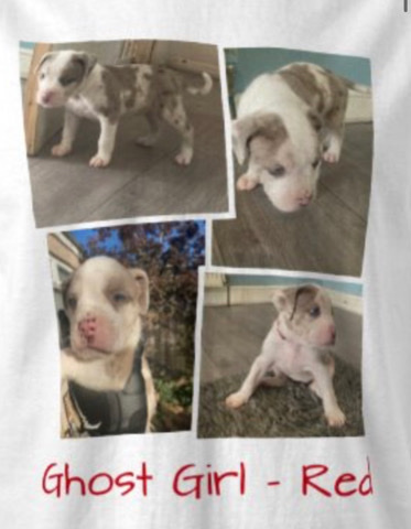 Bulldog – Alapaha Blueblood Bulldog puppies Dagenham £500