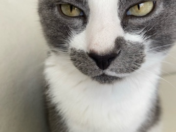 Loving Cat “Kidi” – Houston