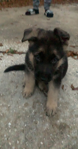German Shepherd – German Shepard puppy