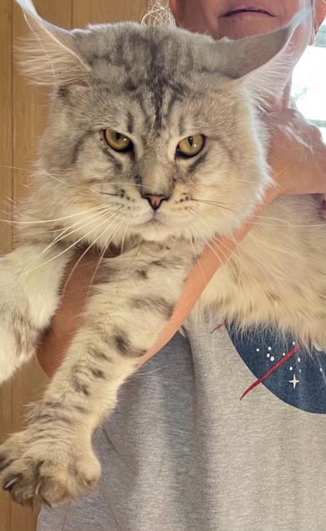 Maine Coon – Maine **** from Russia
