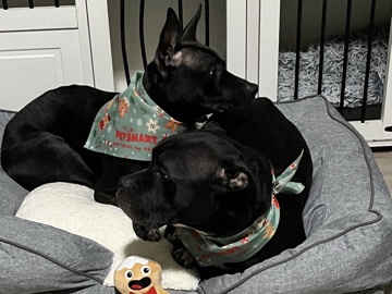 Mixed Breed – Shuri & T’Challa – Southfield