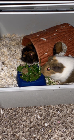 Any – 2 guinea pigs & 2 cages