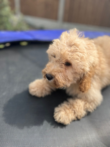 Poodle – poochons
