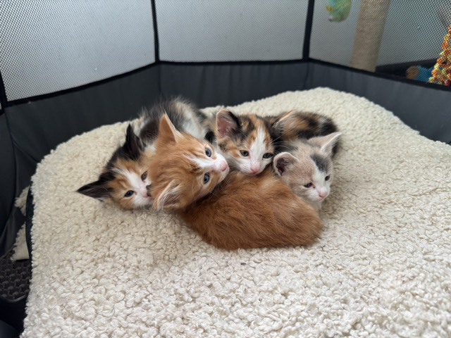 All - Ragdoll cats for sale available for adoption in Eveleigh
