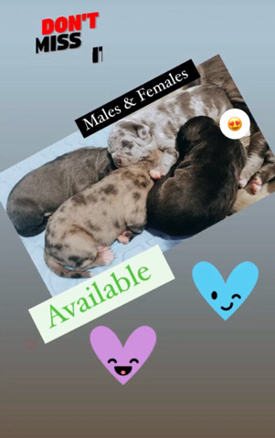 American Pit Bull Terrier – Beautiful Puppies Available