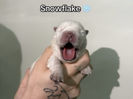 Chow Chow - Chow chow puppies  available for adoption in Doncaster