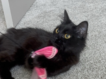 Ragdoll – Beautiful 2-Year-Old Ragdoll Cat for Sale in Rosenberg – Richmond