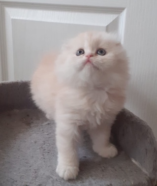 Persian (Traditional) – Scottish and Persian kittens