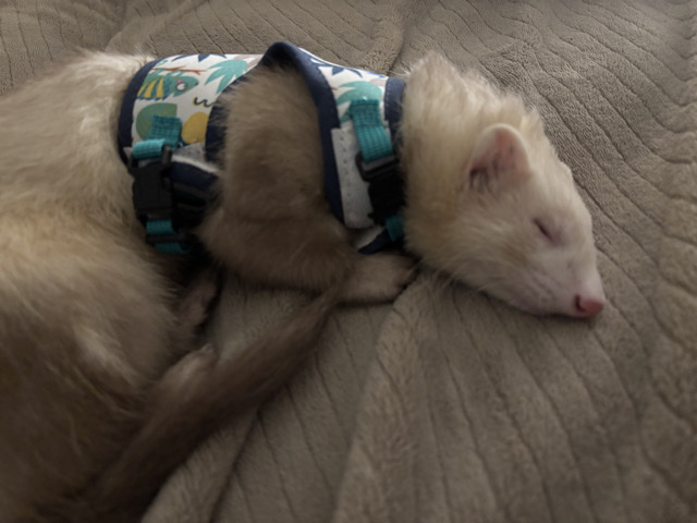 Adorable ferret for sale!