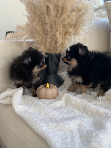 Pomeranian – xxs miniature Pomeranian