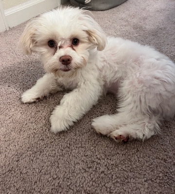 Maltese – Maltishi puppy