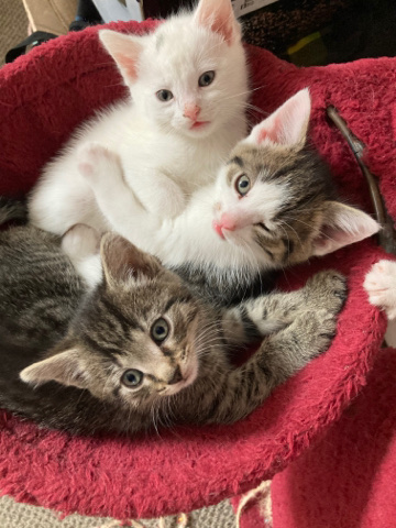 British Shorthair – Three beautiful kittens