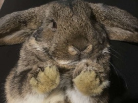 Mini Lop – 🌟 Friendly Mini Lop Bunny Looking for a Great Home – Sioux Falls