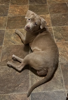 American Pit Bull Terrier – Bella