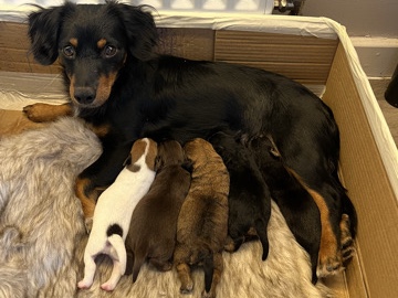 Dachshund cross Jack Russel puppies