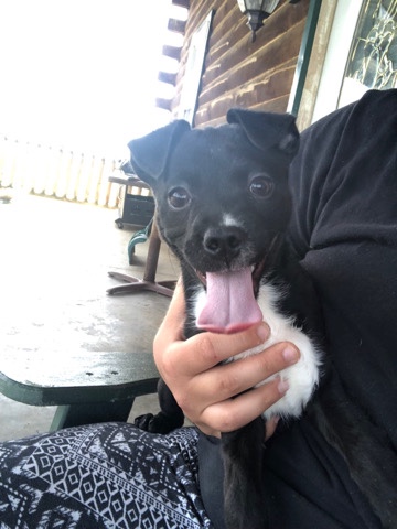 Patterdale Terrier – loving patterdale pup