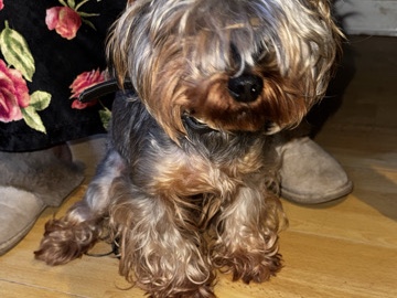 Yorkshire Terrier – yorkshire terrier – Bradford