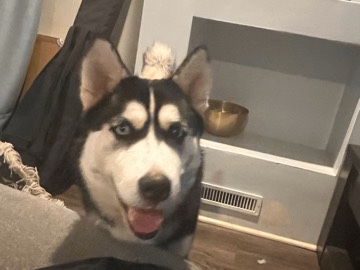 Nova-6 month old husky (1/4 malamute)