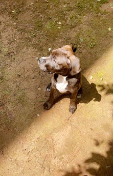 American Pit Bull Terrier – Male pitbull