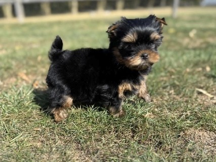 Yorkshire Terrier – Yorkshire terrier puppies for adoption – Los Angeles