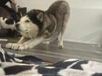 Siberian Husky – Huskyyy🐺💙 – Mesa