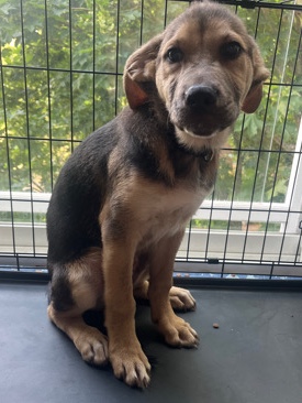 German Shepherd – Puppy Rehome