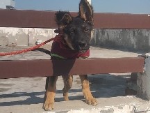 German Shepherd – German Shepherd Male for sale