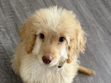 Goldendoodle – Meet Cypher- cutest golden doodle – Houston