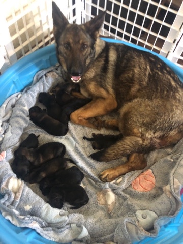 German Shepherd – Akc German Shepard puppies
