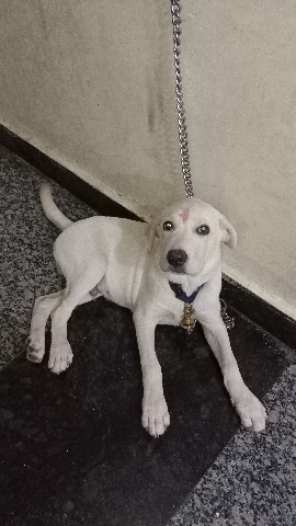 Labrador Retriever – Male Labrador puppy for sale (4months old)