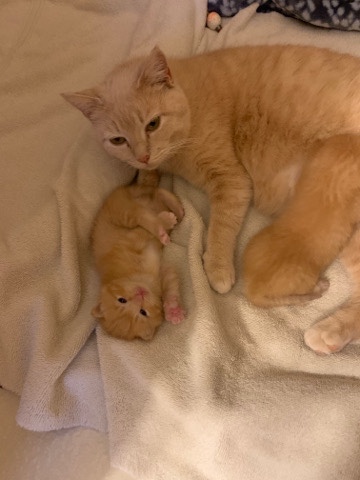 American Bobtail – Rehome cat and 2 kittens