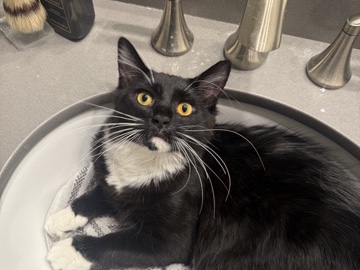 American Shorthair – Cute cat looking for new home – Orlando
