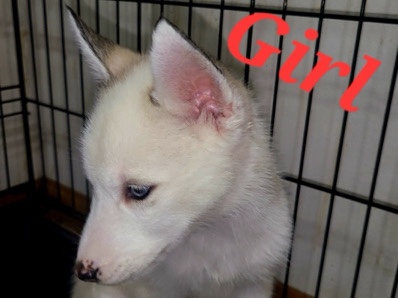 Siberian Husky – Siberian Husky Puppies — Vaccinated — $400 Each – Lee's Summit
