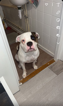 American Bulldog – American bulldog (f)