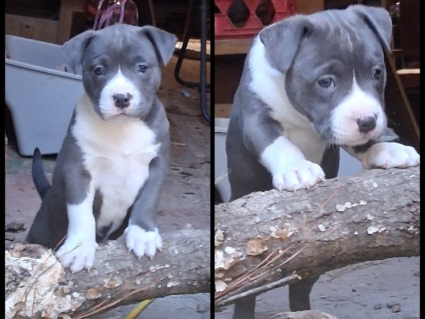 Female American Bully Mix – Conroe