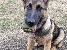 German Shepherd – German Shepherd Puppy - 5 months – New Addington