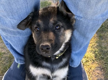 Mixed Breed – German Shepherd Husky – Fountain