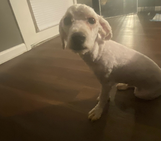 bichon frise