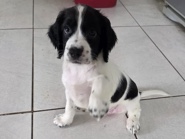 English Cocker Spaniel - cocker spaniel puppies 🐶 available for adoption in Manchester